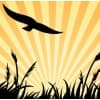 Sustainability Commission Member